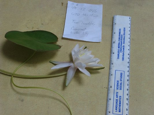 SITE14 FRAGRANT  WATER LILLY 1